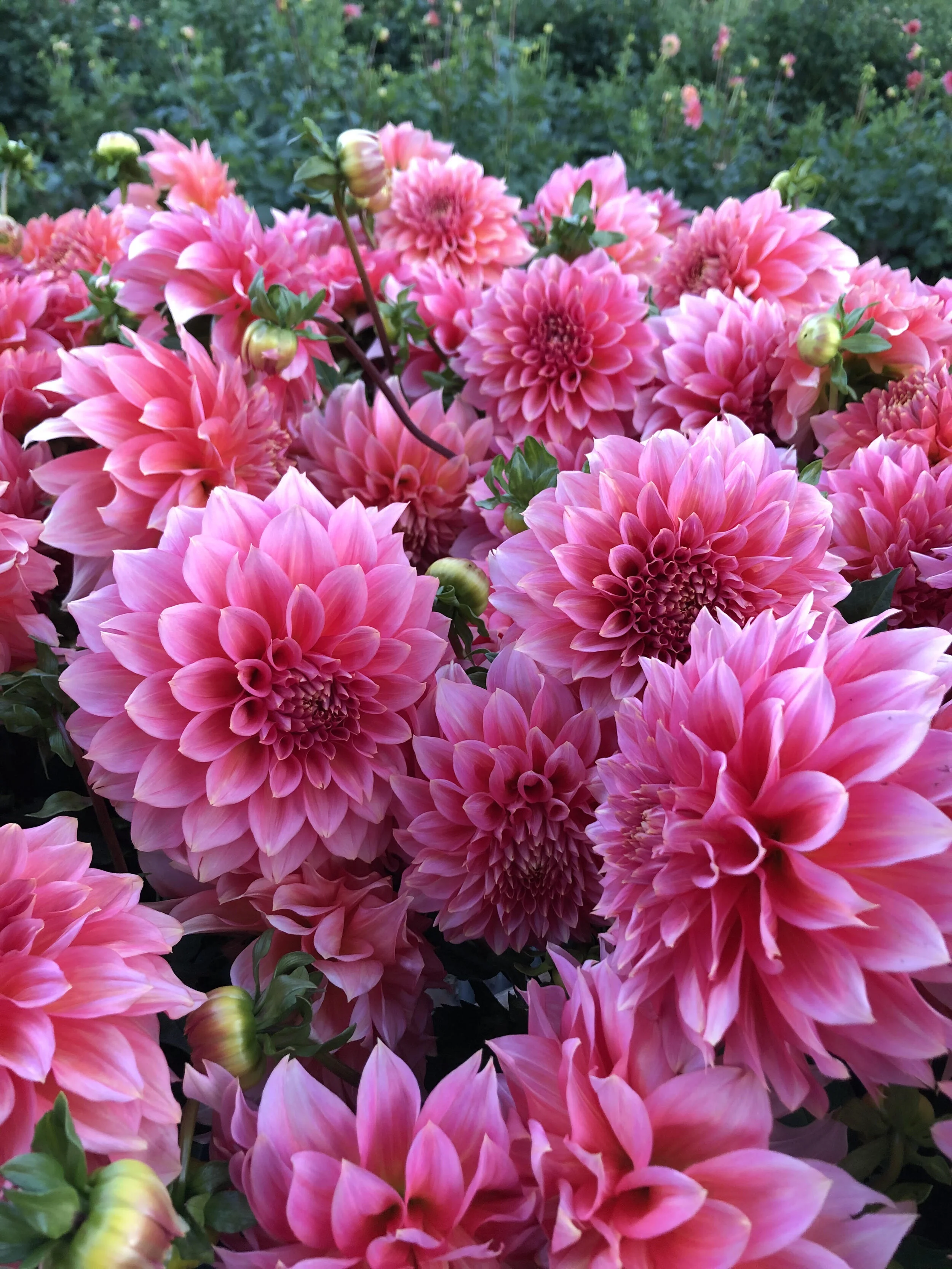 Kenora Lisa — FIVEFORK FARMS